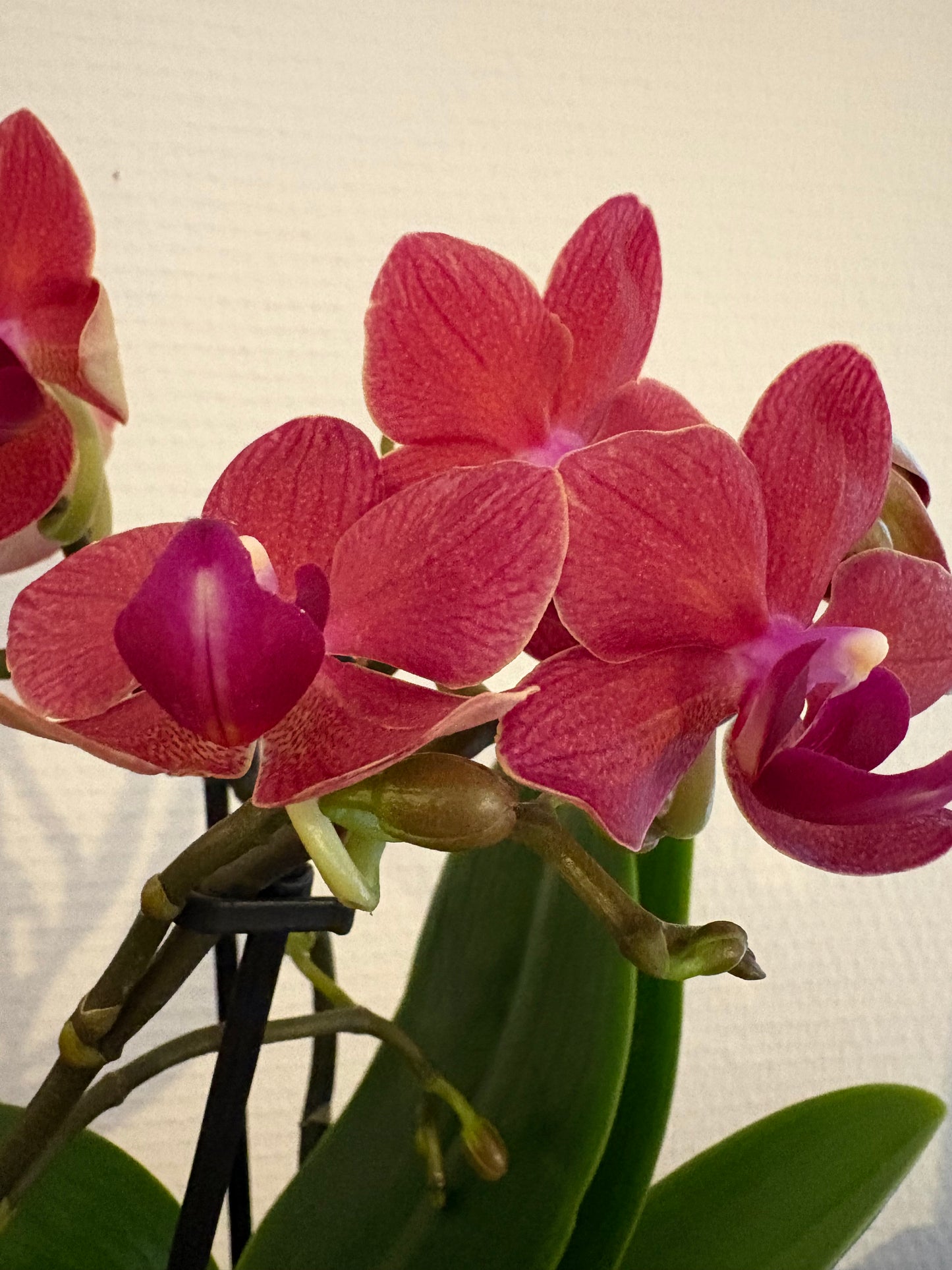 Orchidée