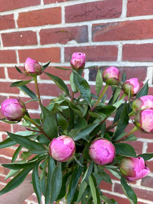 Bouquet de pivoines