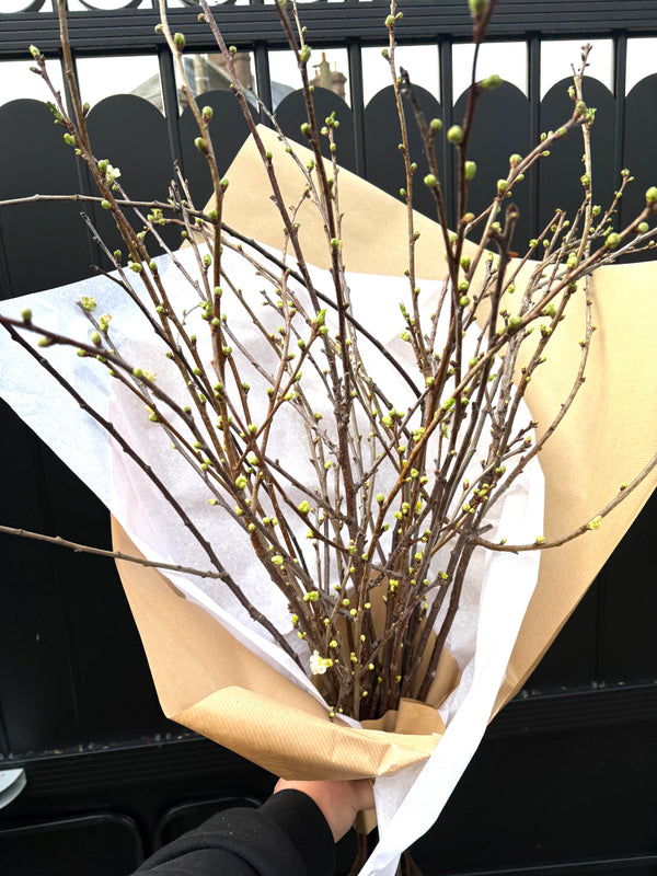 Bouquet de branches de cerisier