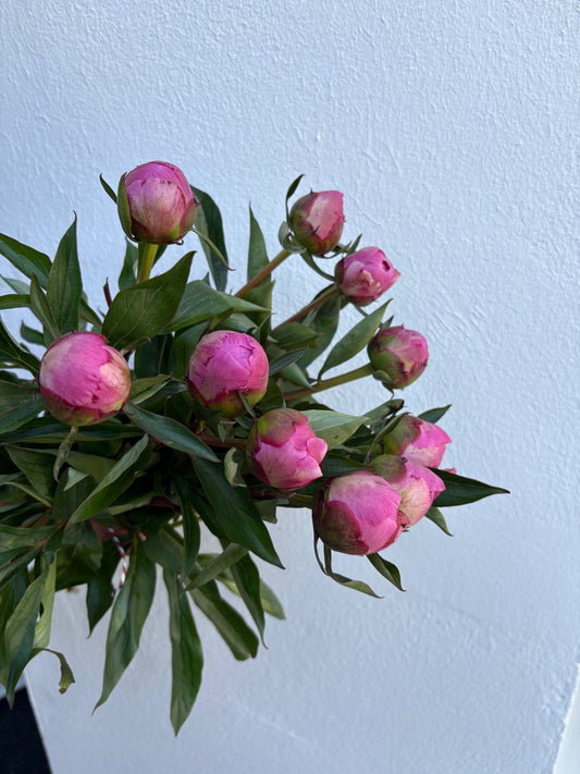 Bouquet de pivoines