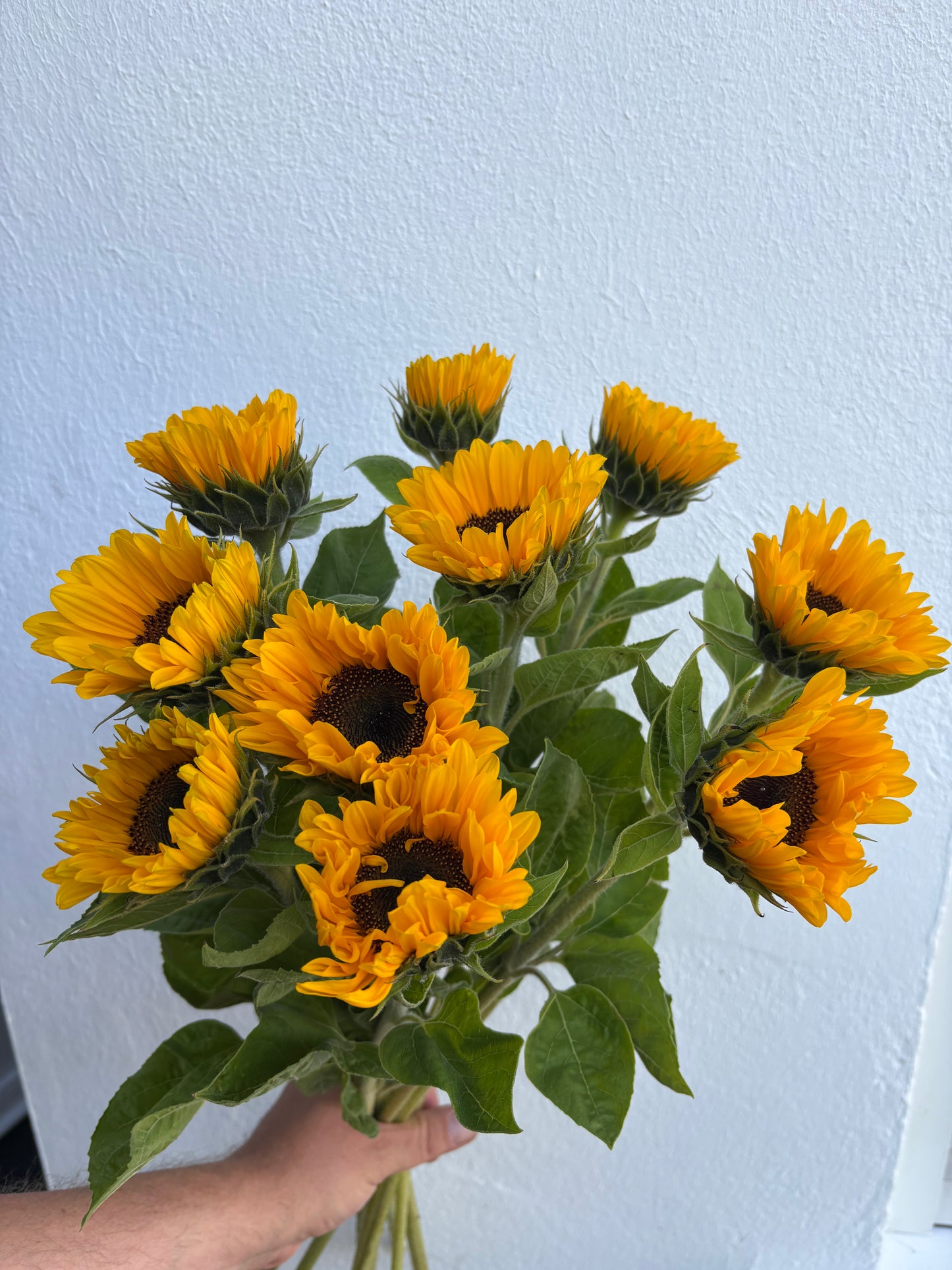 Bouquet de tournesols 🌻