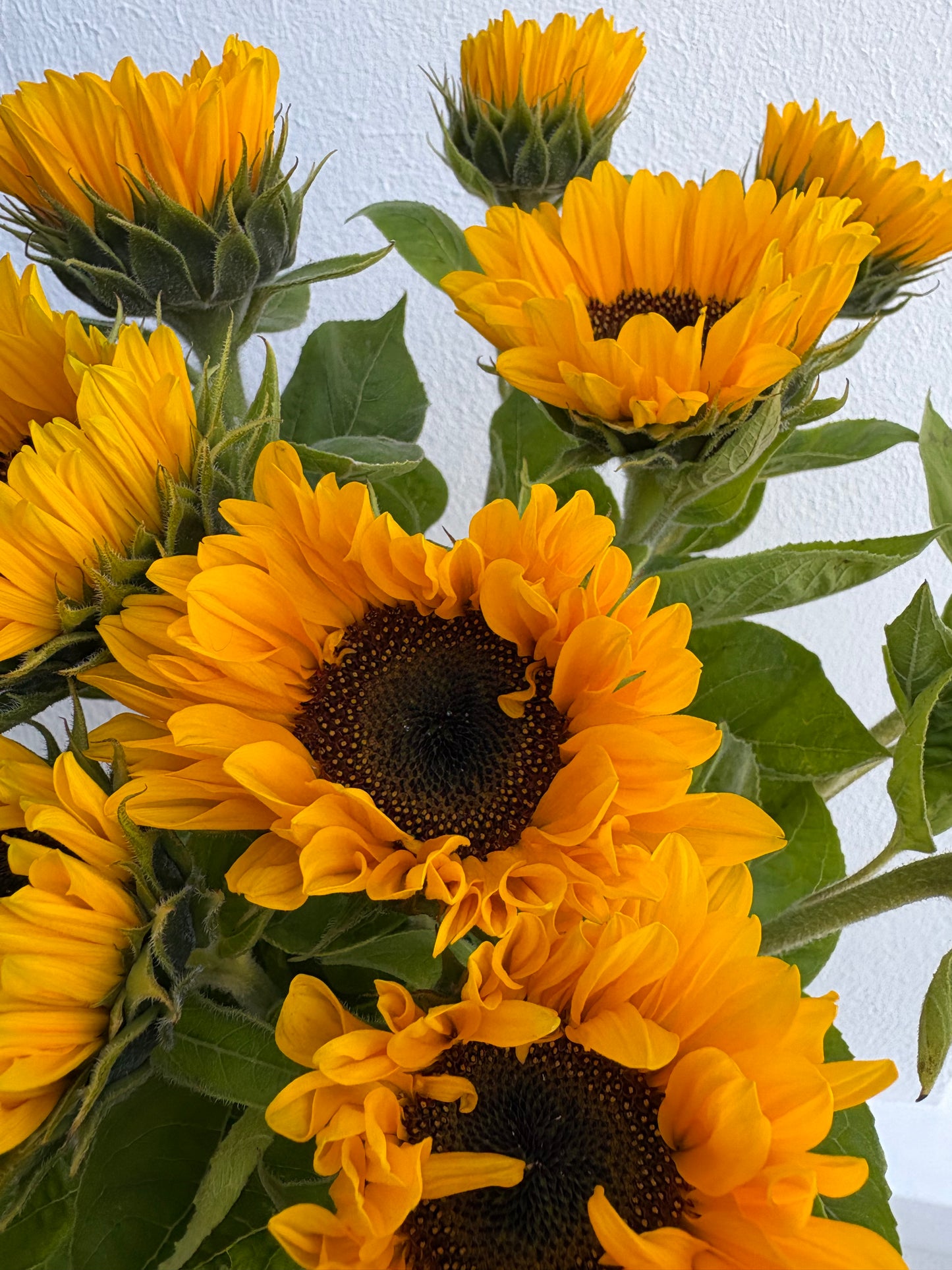 Bouquet de tournesols 🌻