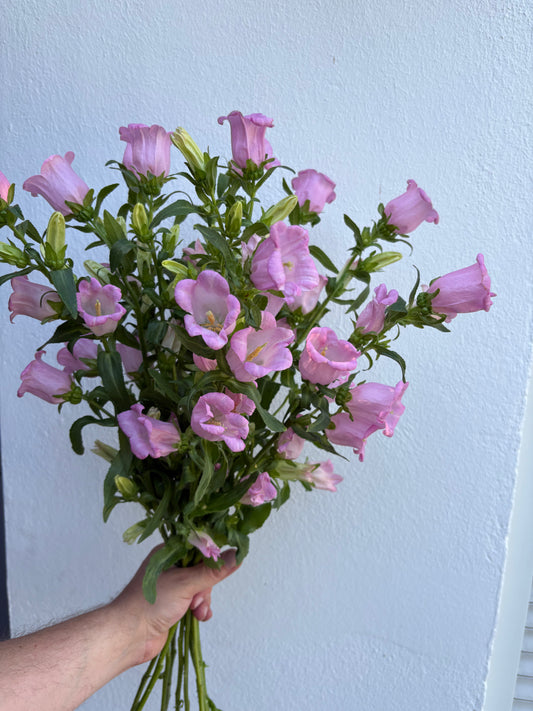 Bouquet de Campanules