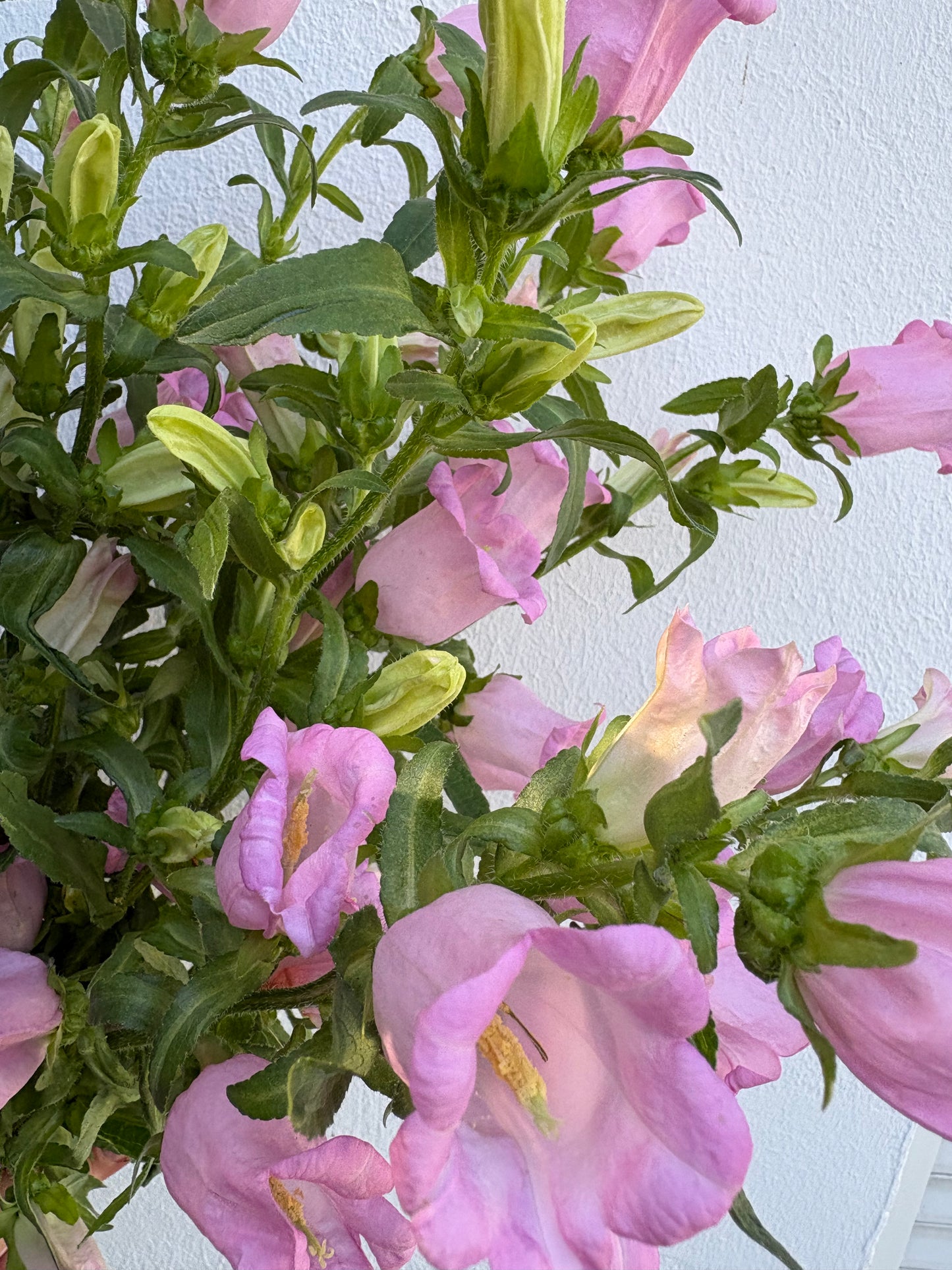 Bouquet de Campanules