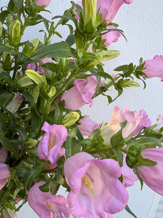 Bouquet de Campanules
